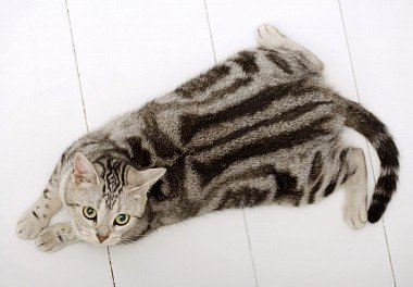 American Shorthair Cat