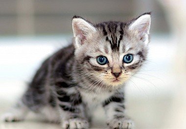 American Shorthair Cat