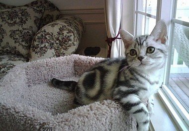 American Shorthair Cat