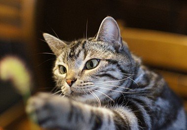 American Shorthair Cat