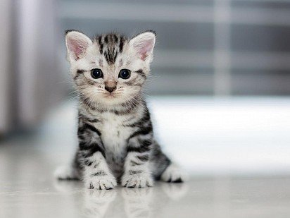 American Shorthair Kitten