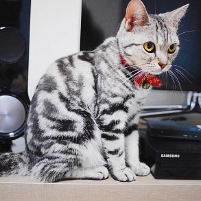 American Shorthair Cat