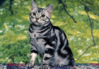 American Shorthair Cat