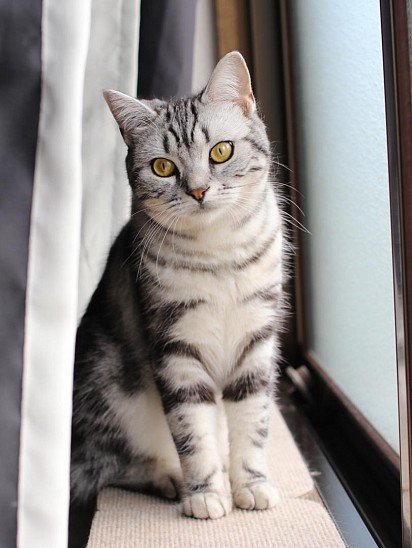 American Shorthair Cat