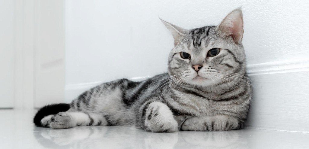 American Shorthair Cat