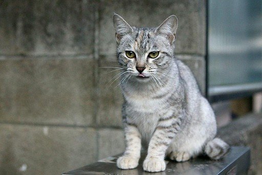 American Shorthair Cat