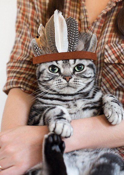 Indian Cat