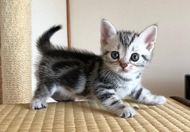 American Shorthair Cat