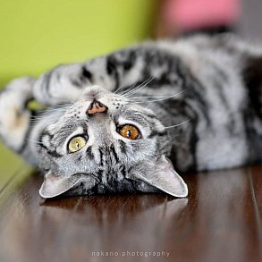 American Shorthair Cat