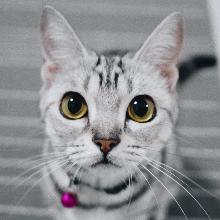 American shorthair cat