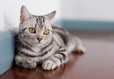 American Shorthair Cat