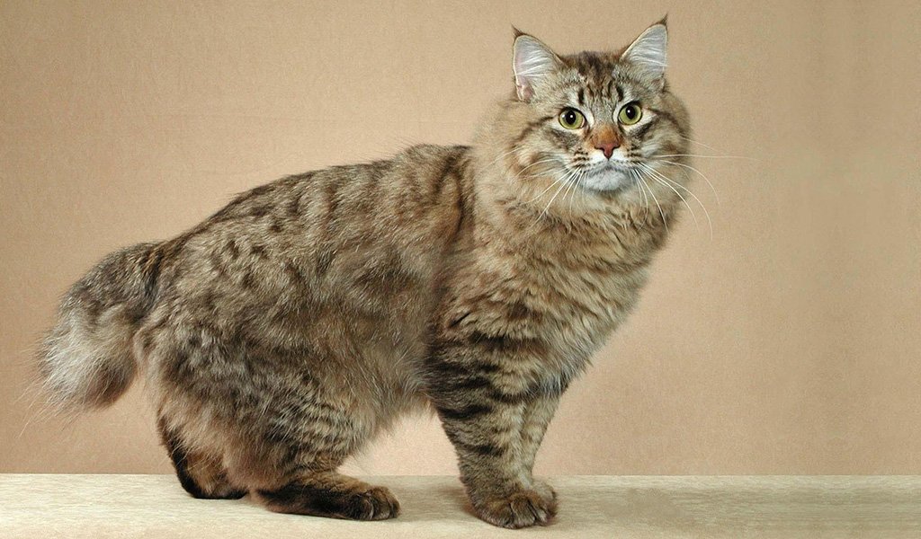 American Bobtail