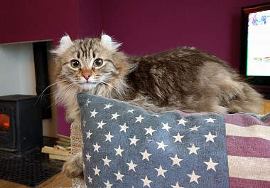 American Curl