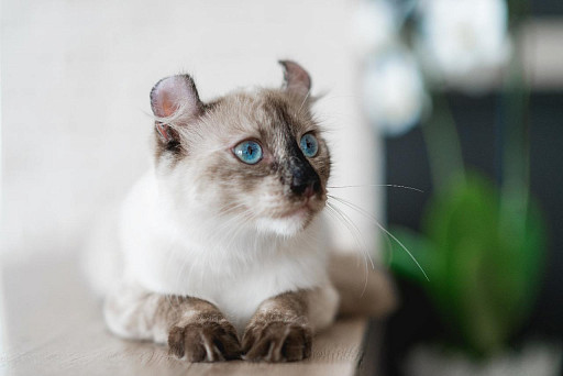 Short-haired American Curl