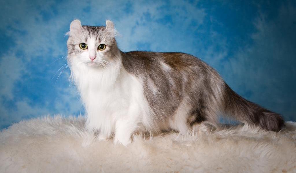 American Curl