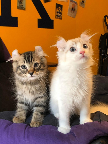 American Curl Kittens