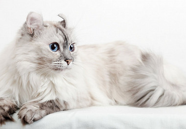 American Curl