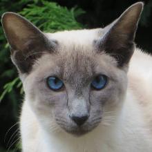 Balinese cat (Balinese)