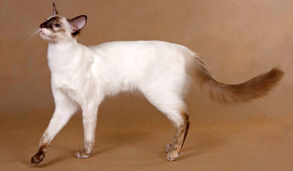 Balinese cat