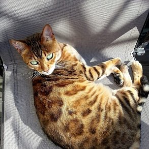 Bengal Cat