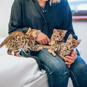 Bengal Cat