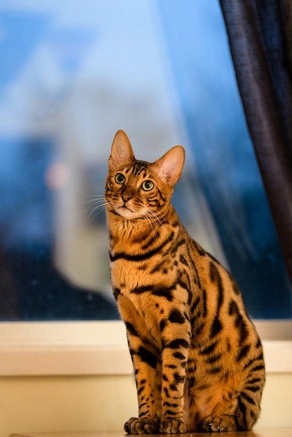 Bengal cat