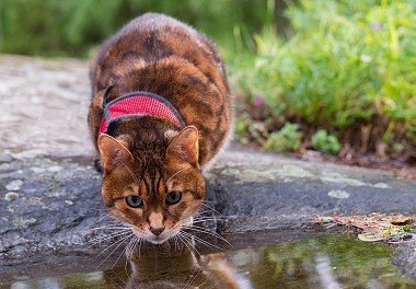 Bengal cat