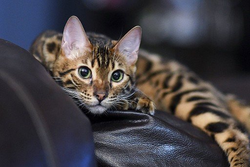 Bengal Cat