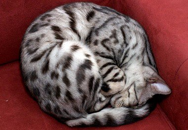 Bengal cat