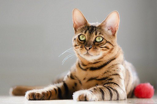 Bengal Cat