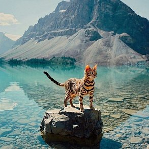 Bengal Cat