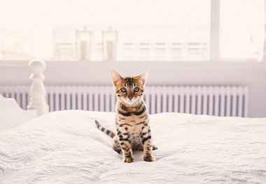 Bengal Cat