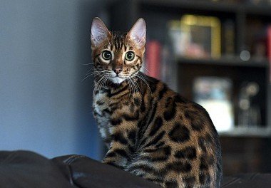 Bengal Cat