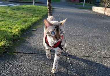 Bengal Cat