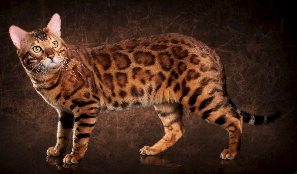 Bengal Cat