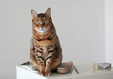 Bengal Cat