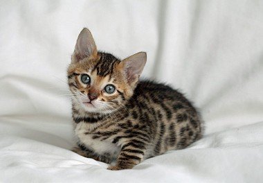 Bengal cat