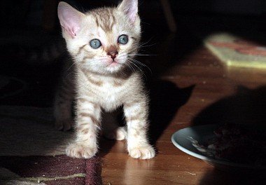 Bengal cat