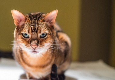 Bengal cat