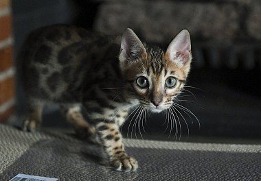 Bengal Cat