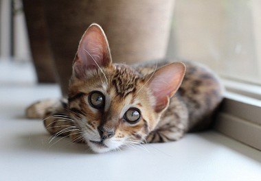 Bengal cat