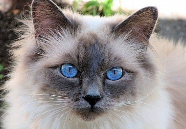 Burmese cat