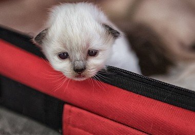 Burmese cat