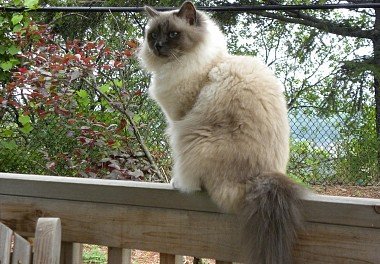 Burmese cat