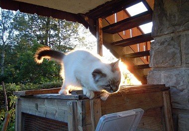 Burmese cat