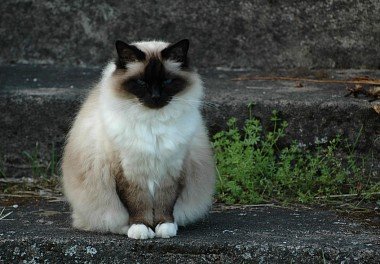 Burmese cat