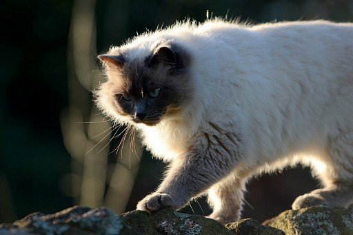 Rough Burmese cat