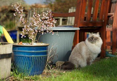 Burmese cat