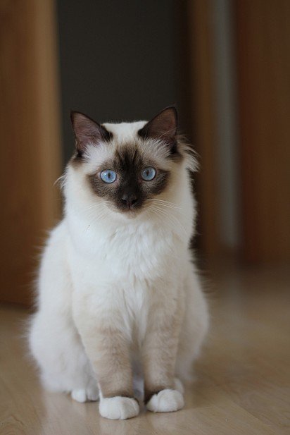 Cute Burmese cat kitten