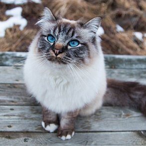 Burmese cat